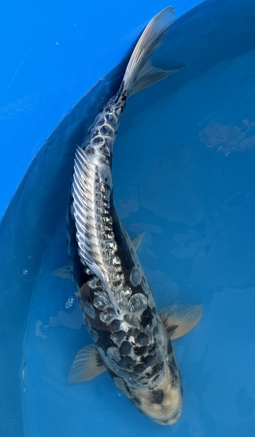Ikarashi T. Sansai Big Scale Kawarimono, 64 cm, female, Preis 470 Euro, verk. 