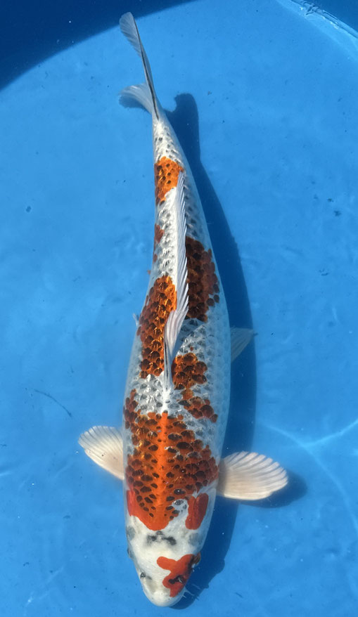 Marusaka Sansai Ginrin Kujaku, 57 cm, female, Preis 600 Euro
