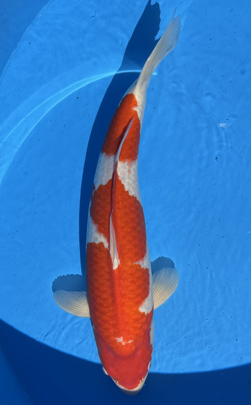 Dainichi Sansai Kohaku, 60 cm, female, mit Züchterzertifikat, Preis 900 Euro