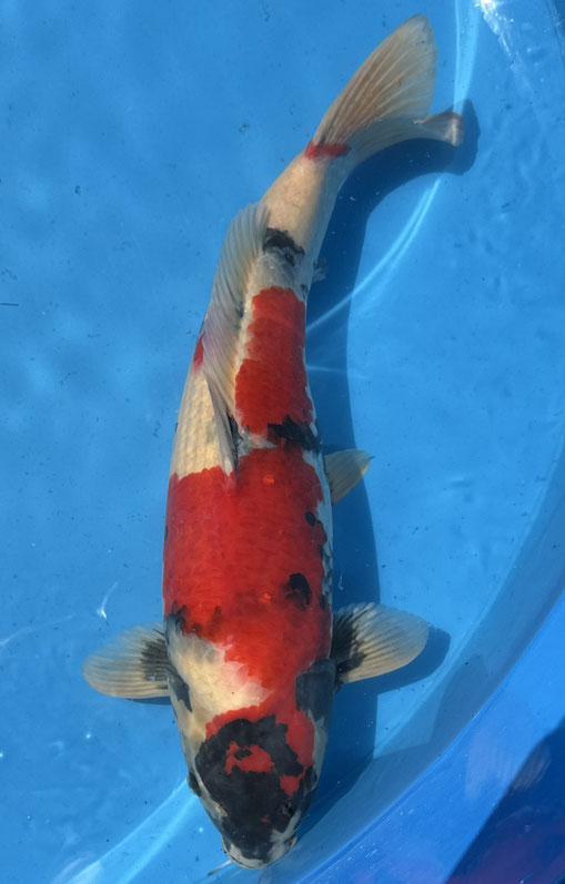 Dainichi Sansai Showa, 56 cm, female, mit Züchterzertifikat, Preis 400 Euro, verk.