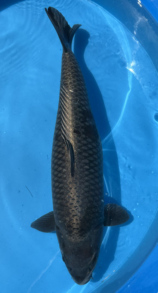 Marusei Yonsai Kogane Ochiba, 70 cm, female, mit Züchterzertifikat, Preis 600 Euro