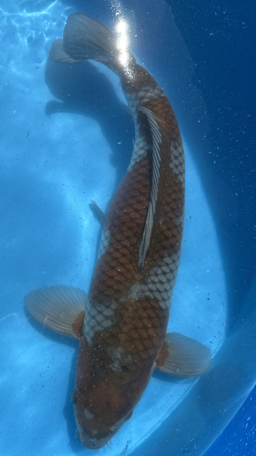 Yamazan Ochiba, 55 cm, female, Preis 120 Euro