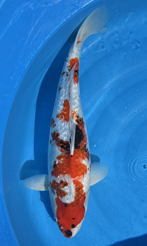 Shinoda Nisai Ginrin Showa, 50 cm, female, Preis 280 Euro