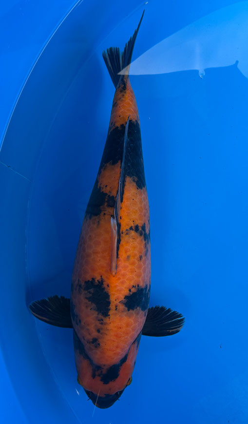 Shinoda Sansai Hi Utsuri, 58 cm, female, Preis 370 Euro