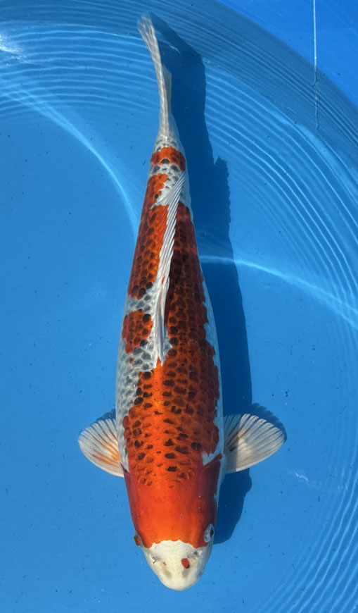 Maruhiro Sansai Kujaku, 55 cm, female, Preis 380 Euro