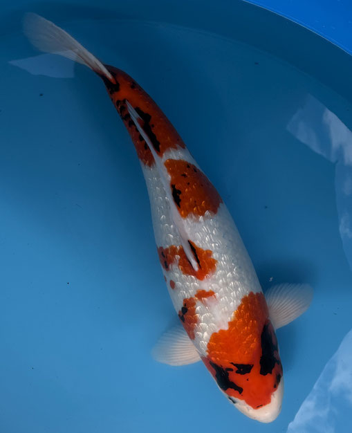 Shinoda HQ Sansai Ginrin Showa, 59 cm, female, Preis 500 Euro
