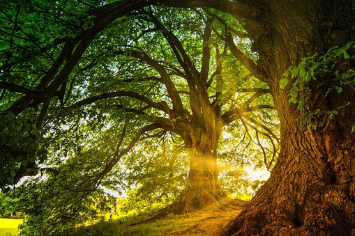 ein baum im wald und die sonne scheint herein