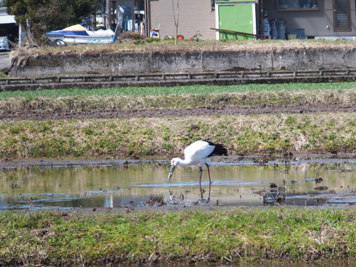 写真 :ファーム広瀬に飛来したコウノトリ