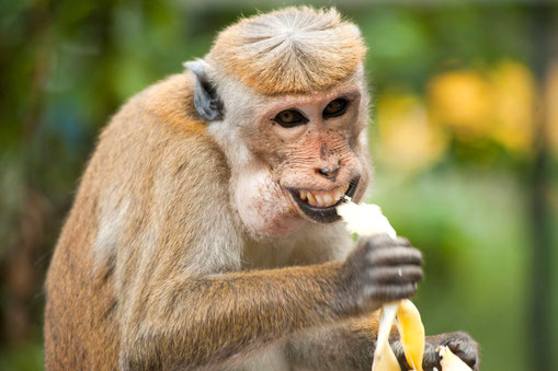 monkey eating a banana