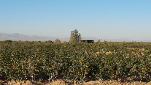 Pariz Nuts Pistachio Garden Sirjan Iran