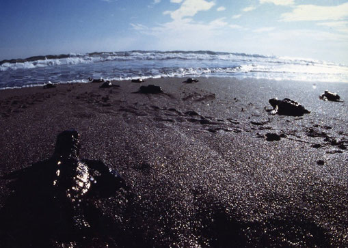 Turtle hatchlings run for the surf; Nakatajima, Shizuoka, Japan.