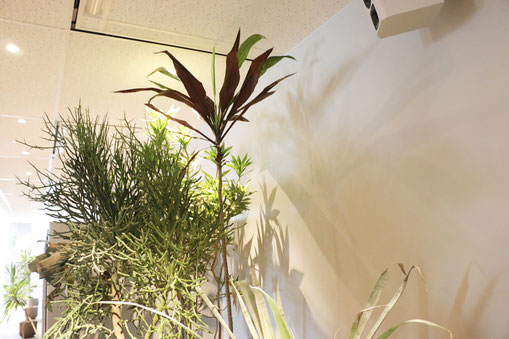 真ん中の天井まで届くくらい一番背の高い植物が「コルジリネ」