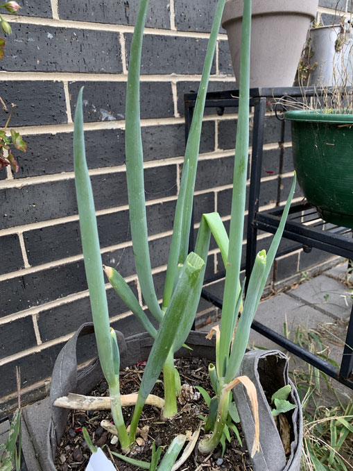 How to grow negi onions