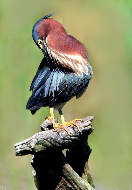 Preening