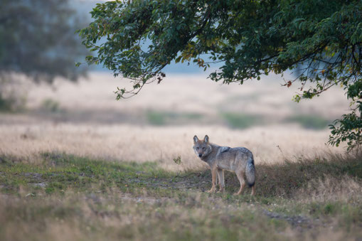 Grauwolf, Foto: NABU/J.Borris
