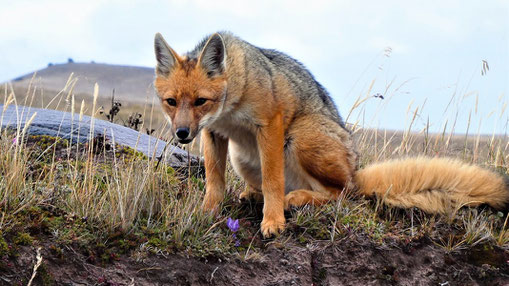 Andenfuchs Cotopaxi Nationalpark