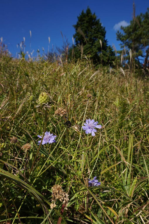 ソナレマツムシソウ (磯馴松虫草)　スイカズラ科　alt=680m