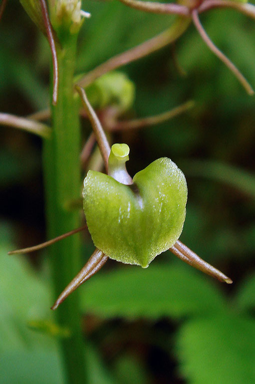 森の中のシテンクモキリの花は、まだまだフレッシュでした！