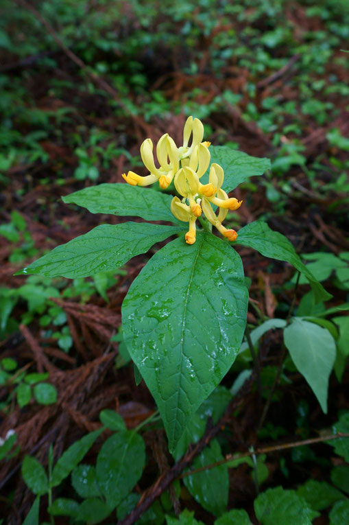 　カキノハグサ (柿の葉草)ヒメハギ科 　2014.06.08 愛知県