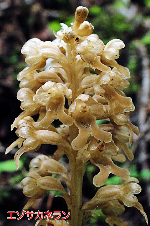 エゾサカネランの花　無毛であることがわかります