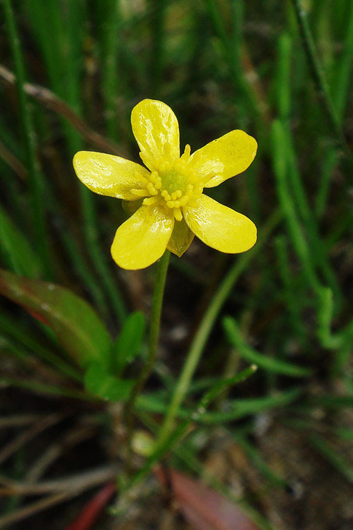 イトキンポウゲの花弁は黄色く、光沢があります。　花弁の間から萼片が覗いています。