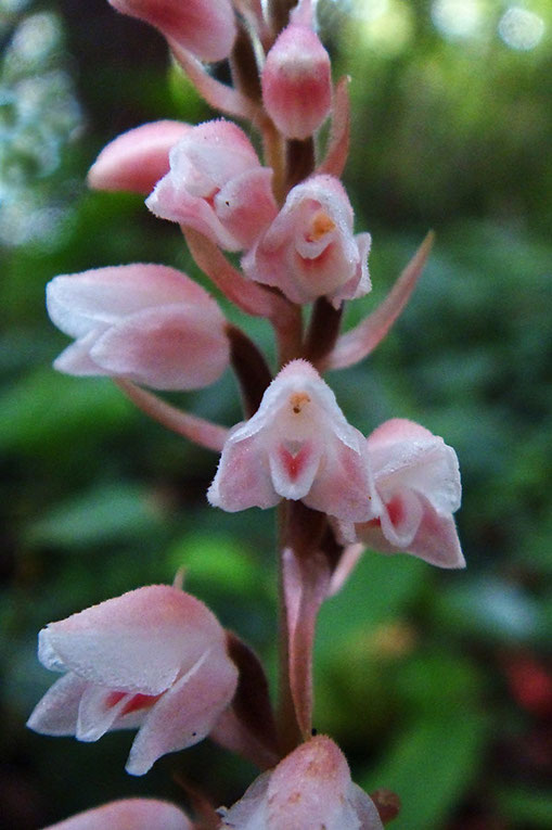 シュスラン　　この個体の花は赤味が強く、苞まで薄ピンク色でした