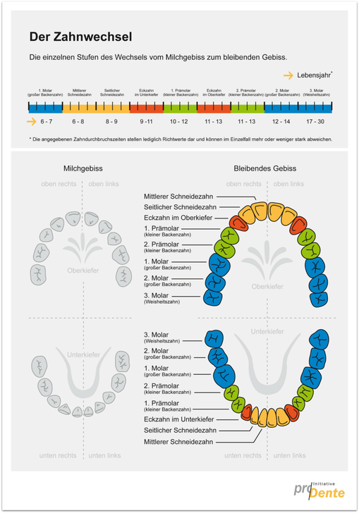 Verläuft der Zahnwechsel bei meinem Kind richtig? Hier können Sie es überprüfen! (© proDente e.V.)