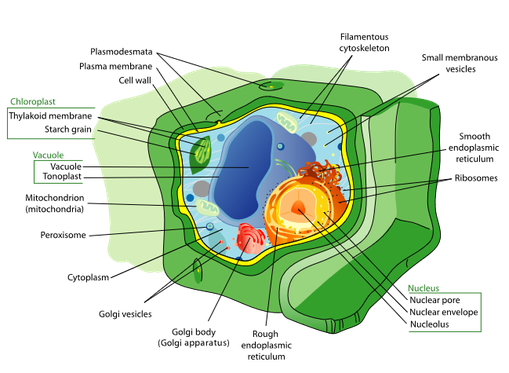 Diagram of a Plant Cell