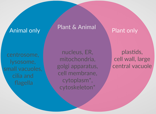 Difference Between Plant And Animal Cells Chart