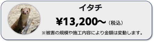 兵庫県,大阪府,京都府,奈良県,滋賀県のイタチの駆除ならイッキグループ,