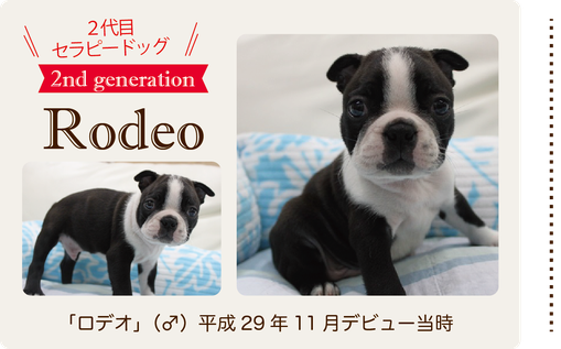 ２代目セラピードッグ　ボストンテリアの赤ちゃん ロデオ