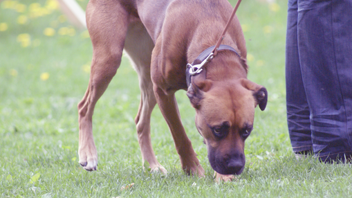 Kundenbewertung DOGTALKING SUSANNE LAST TIERPSYCHOLOGIE
