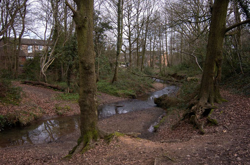 Balaam's Wood in 2011 - Image from the BirminghamLive website