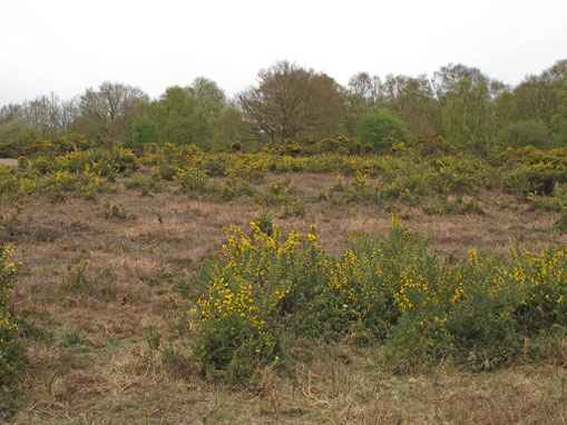 Heathland with gorse (not in Birmingham) - photograph by Roger Jones on Geograph reusable under a Creative Commons licence