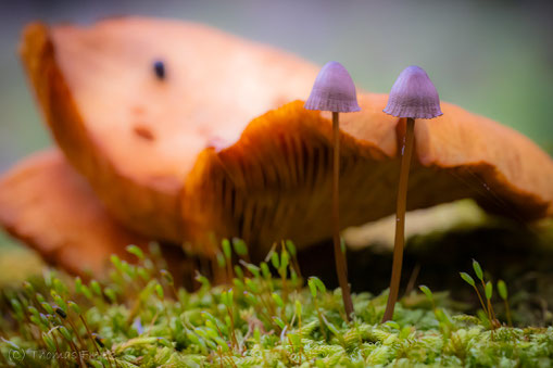 Helmling (Mycena) Foto: Thomas Frejek