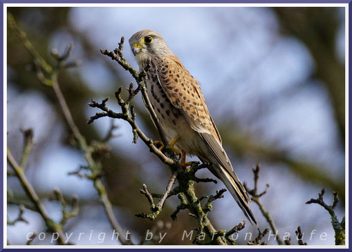 Junger Turmfalke (Falco tinnunculus) - Männchen oder Weibchen?, 04.03.2020, Berlin.