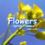 Flowers - Spring Flowers -