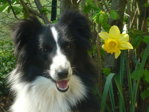 Canis Maior Countdown "Nell"