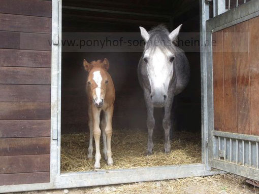 Das Erlebnis für Kinder: Ponys kennenlernen und erleben