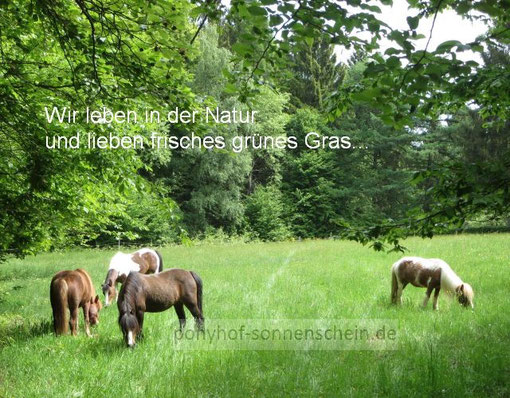 Ponyreiten in der Natur bei Köln Ponyreiten im Grünen!