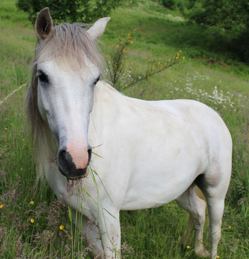 Passende Reitbeteiligung in Bergisch Gladbach finden