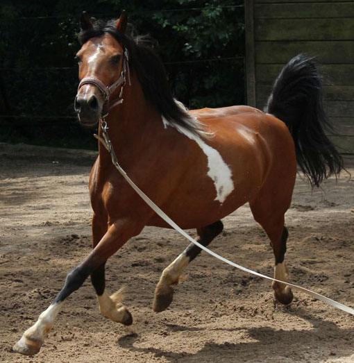 Summer Dream Reitbeteiligung für Dich im Raum Bergisch Gladbach