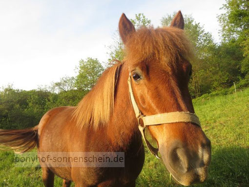 Der Ponyhof ist aus Köln gut erreichbar!