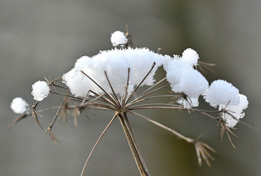 naturnaher Garten im Winter, Garten im Wandel der Jahreszeiten
