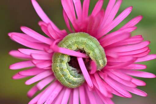 Raupe der Gattung Sonneneule unbest. - Heliothis sp. oder auch die Baumwoll-Sonneneule - Heliocoverpa armigera möglich; bei Karlsbad-Spielberg in der Blüte einer Herbstaster (G. Franke, 05.10.2023) Danke für die Bestimmungshilfe im Lepiforum u naturgucker