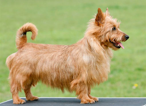 Australian Terrier Hündin Unity Maol-Cu  Ch. Klasse V1, Res.CAC