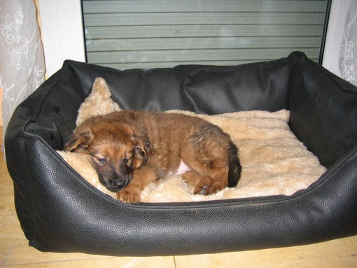 Erstmal in Alfi's Bett ne Runde schlafen