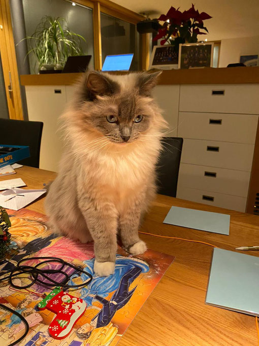 Kajika Rags' Len (blue mitted) *1.8.2018 wird in einer wunderbaren großen Familie in Karlsruhe geliebt. 