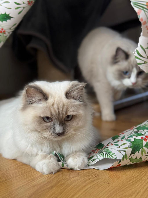 Weihnachten 2024, 10 Monate alt