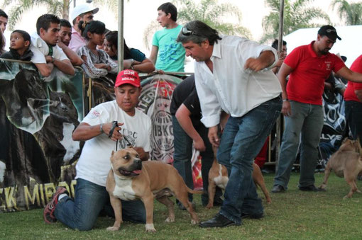 DESARROLLO DEL SHOW en el ULTIMATE BULLY SHOW de GUADALAJARA